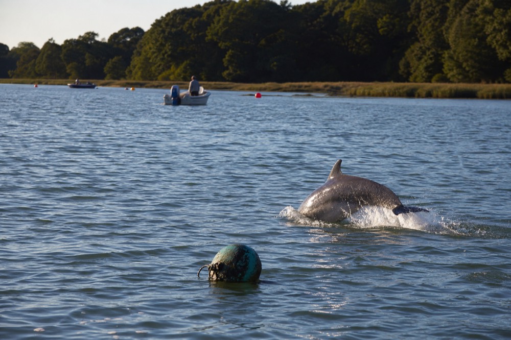 A bottlenose dolphin breaking the surface in a coastal Georgia estuary, no text, no logos, no people