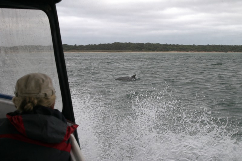 A dolphin fin breaking the surface of the Savannah River near a small tour boat's wake