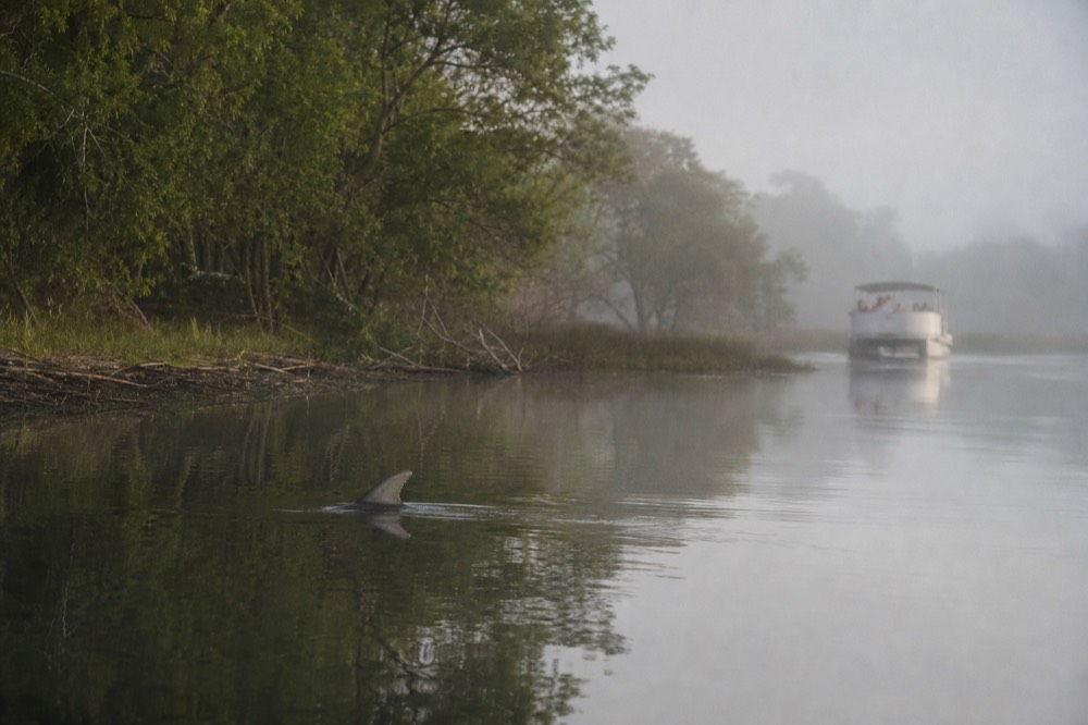 Dolphin breaking the surface of a calm river channel near a wooded shore, no text, no logos, no people