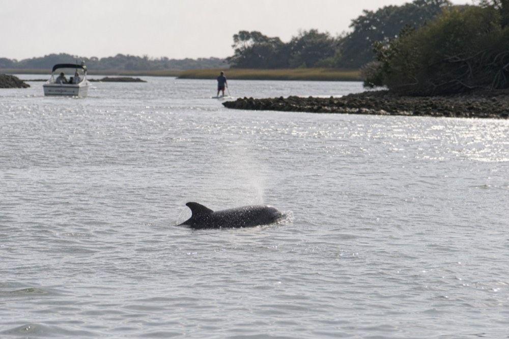 A dolphin surfacing in a calm coastal Georgia estuary channel near Savannah, no text, no logos, no people