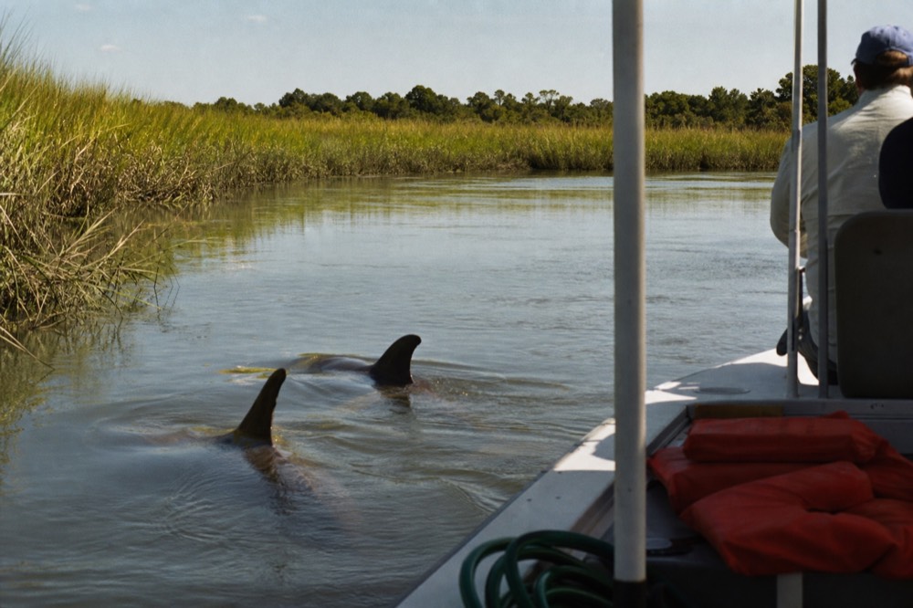 Bottlenose dolphins swimming beside a small eco tour boat on the Savannah River, no text, no logos, no people
