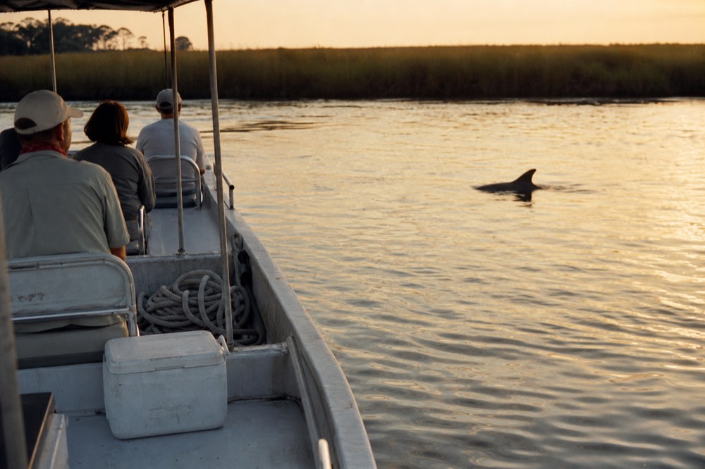 A small eco-tour boat on calm golden water with a dolphin fin visible near the bow, no text, no logos, no people