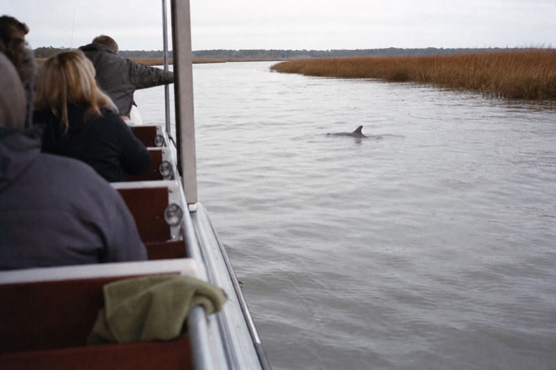 A dolphin fin breaking the surface of the Savannah River near a small tour boat's wake, departing from River Street Landing in downtown Savannah